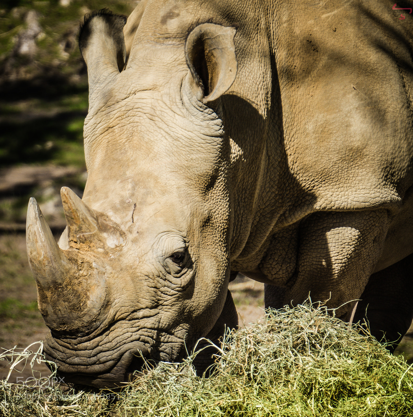 Sony a6000 sample photo. White rhino photography