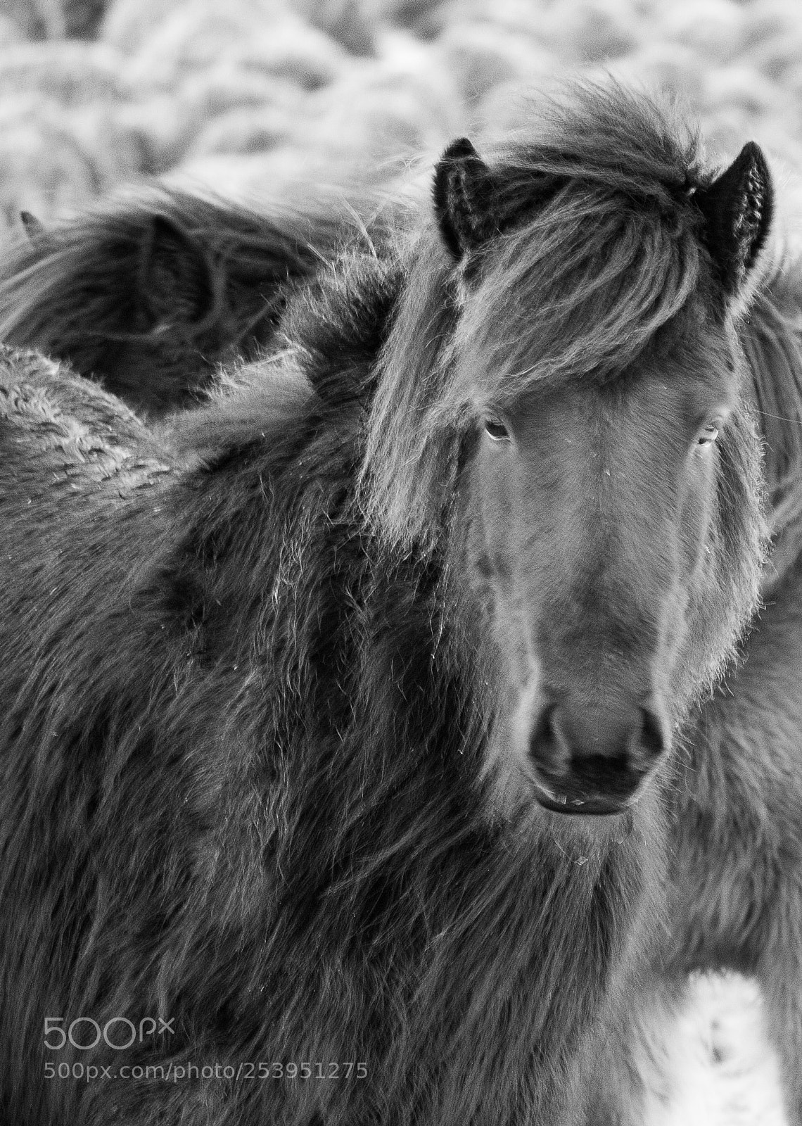 Canon EOS 760D (EOS Rebel T6s / EOS 8000D) sample photo. Icelandic horse photography