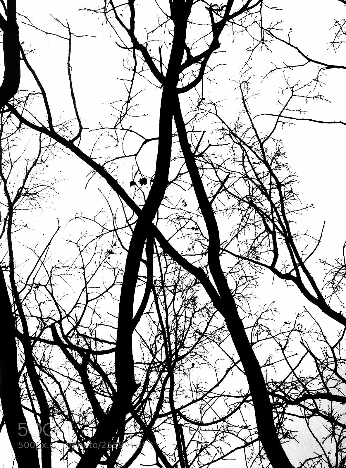 Apple iPhone 5 sample photo. #dissonance photography