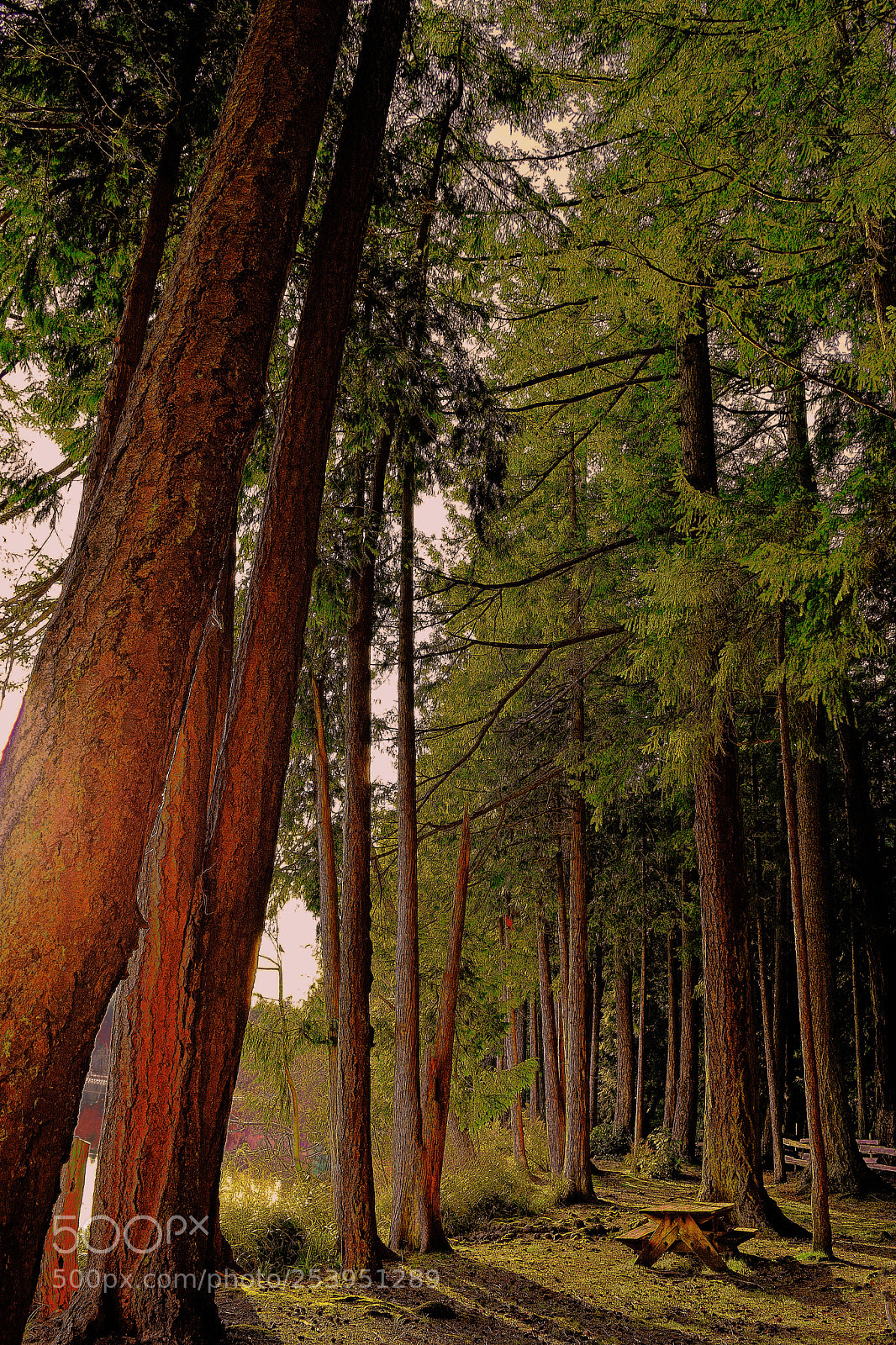 Nikon D3300 sample photo. Forest glow photography