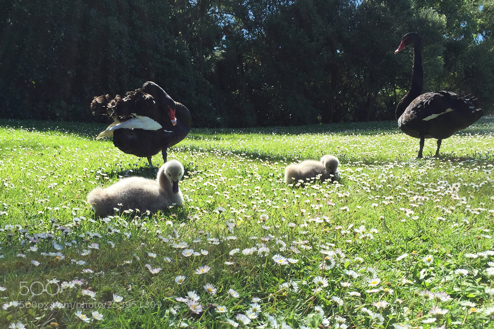 Apple iPhone 6 sample photo. The family photography