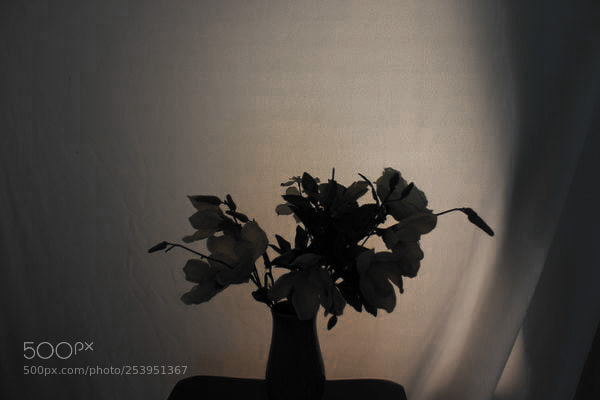 Canon EOS 1200D (EOS Rebel T5 / EOS Kiss X70 / EOS Hi) sample photo. Flower silhouette photography