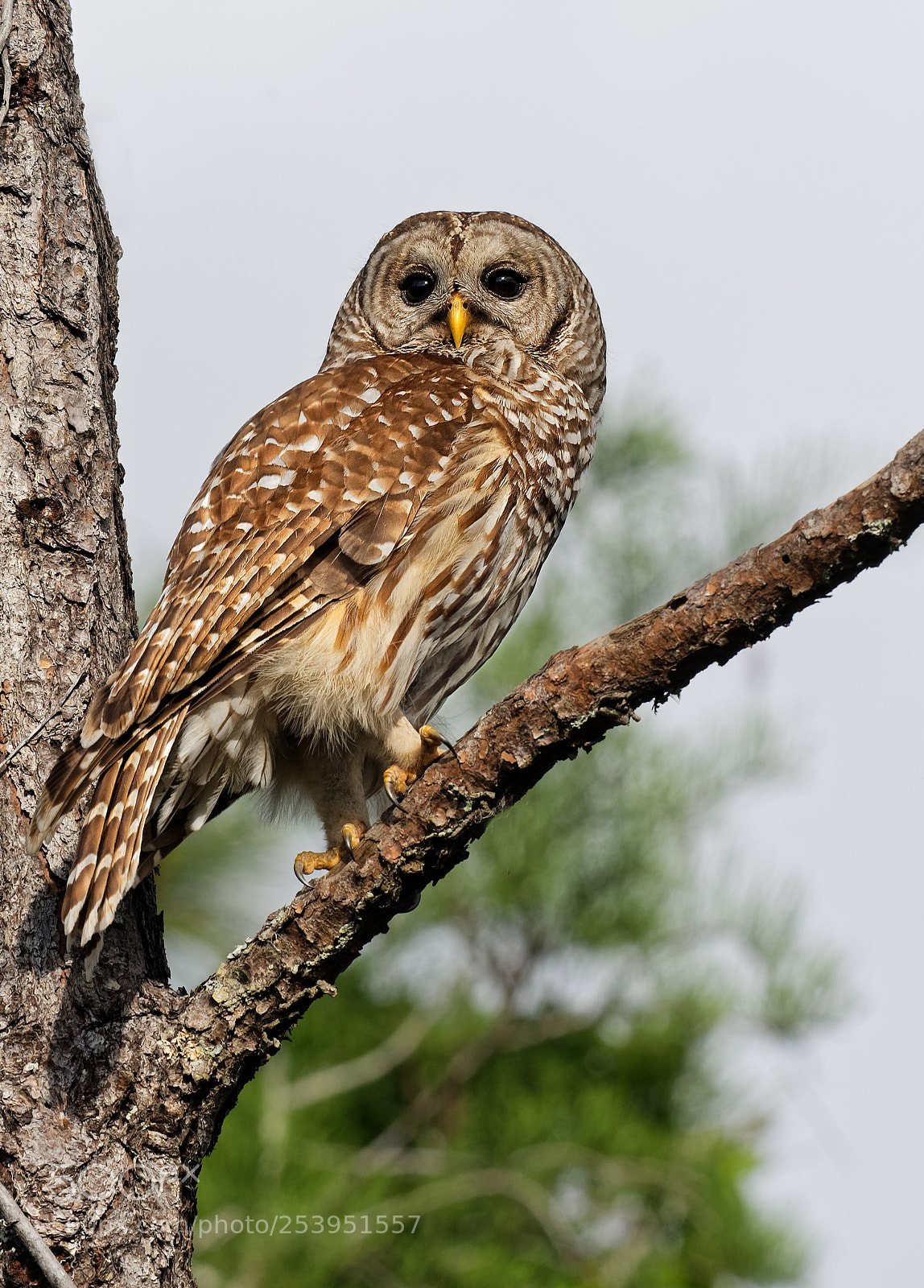 Nikon D500 sample photo. Barred owl photography