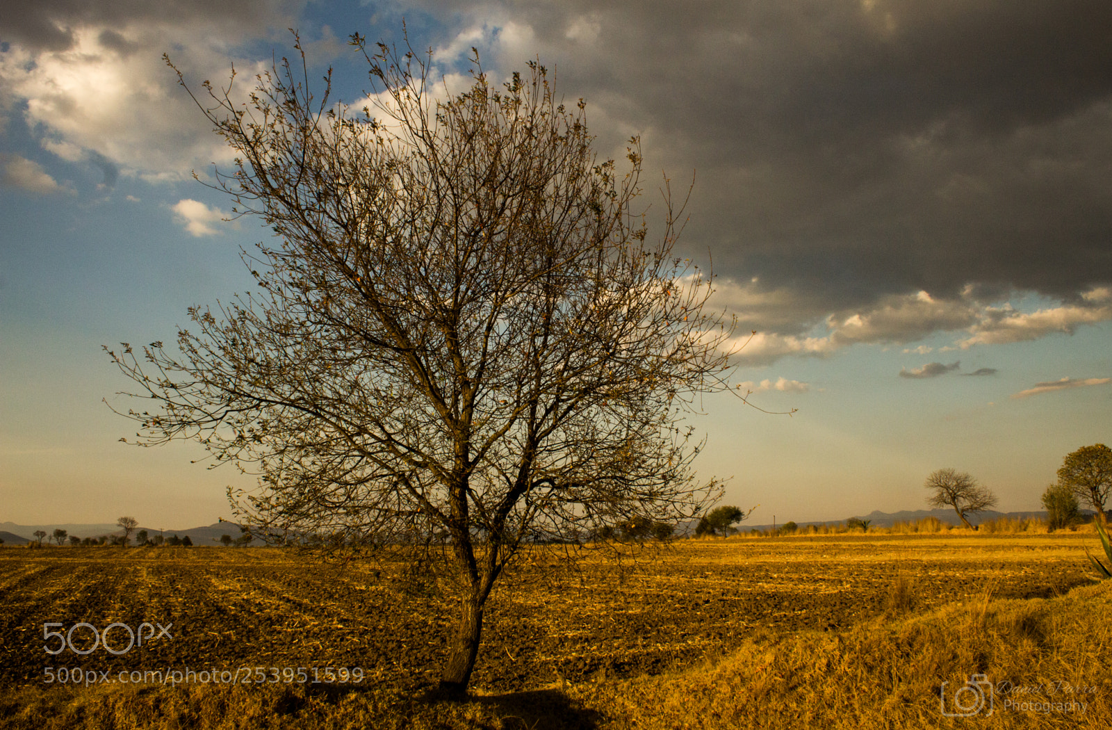 Canon EOS 1200D (EOS Rebel T5 / EOS Kiss X70 / EOS Hi) sample photo. Lonely tree photography