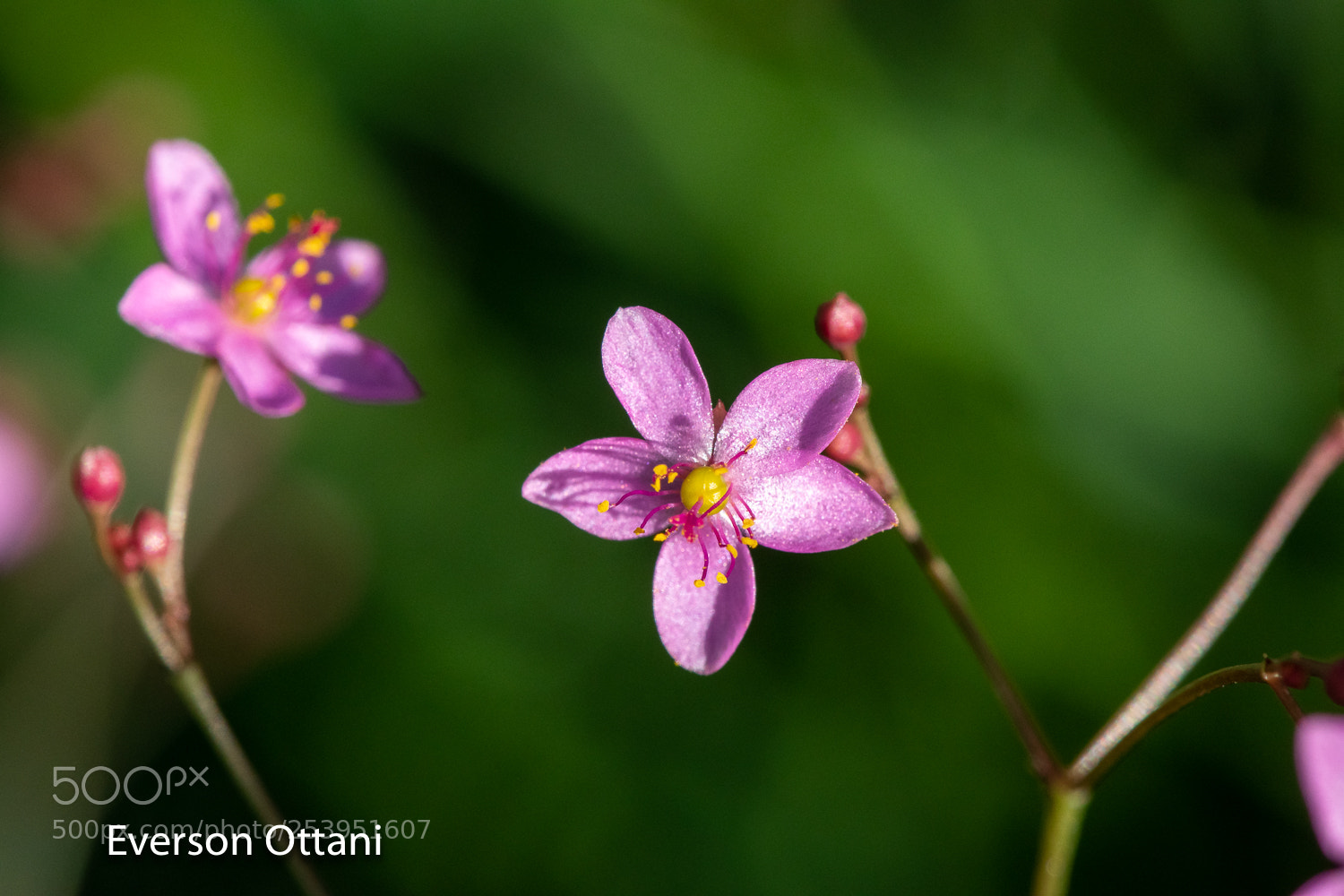 Nikon D500 sample photo. Purple flower photography