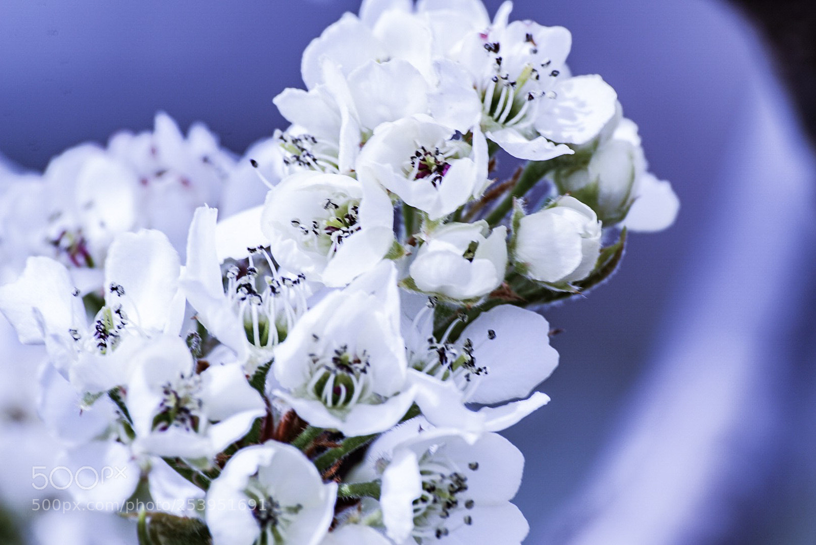 Sony a6000 sample photo. Blossom crown photography