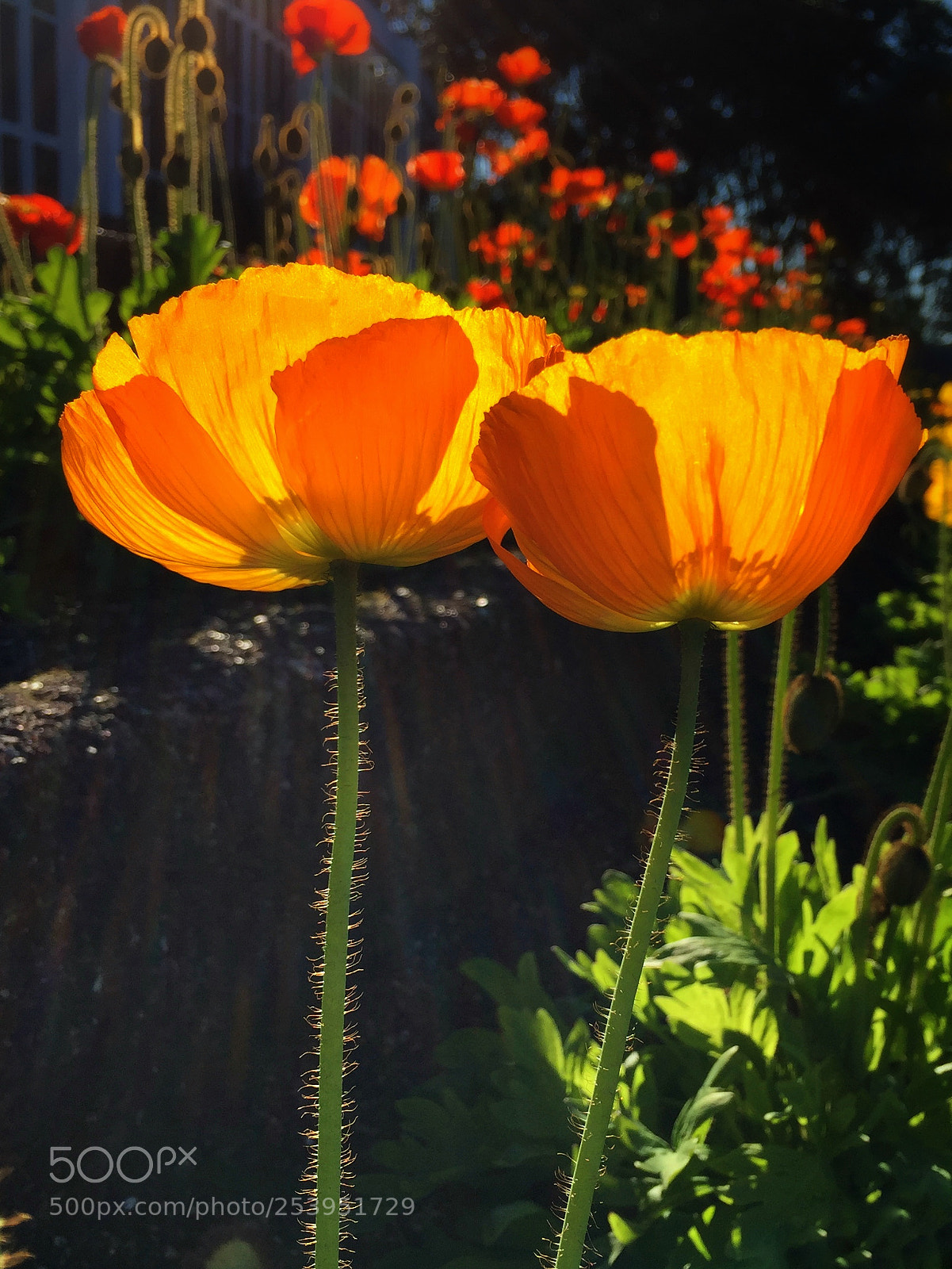 Apple iPhone 6 sample photo. Poppy photography