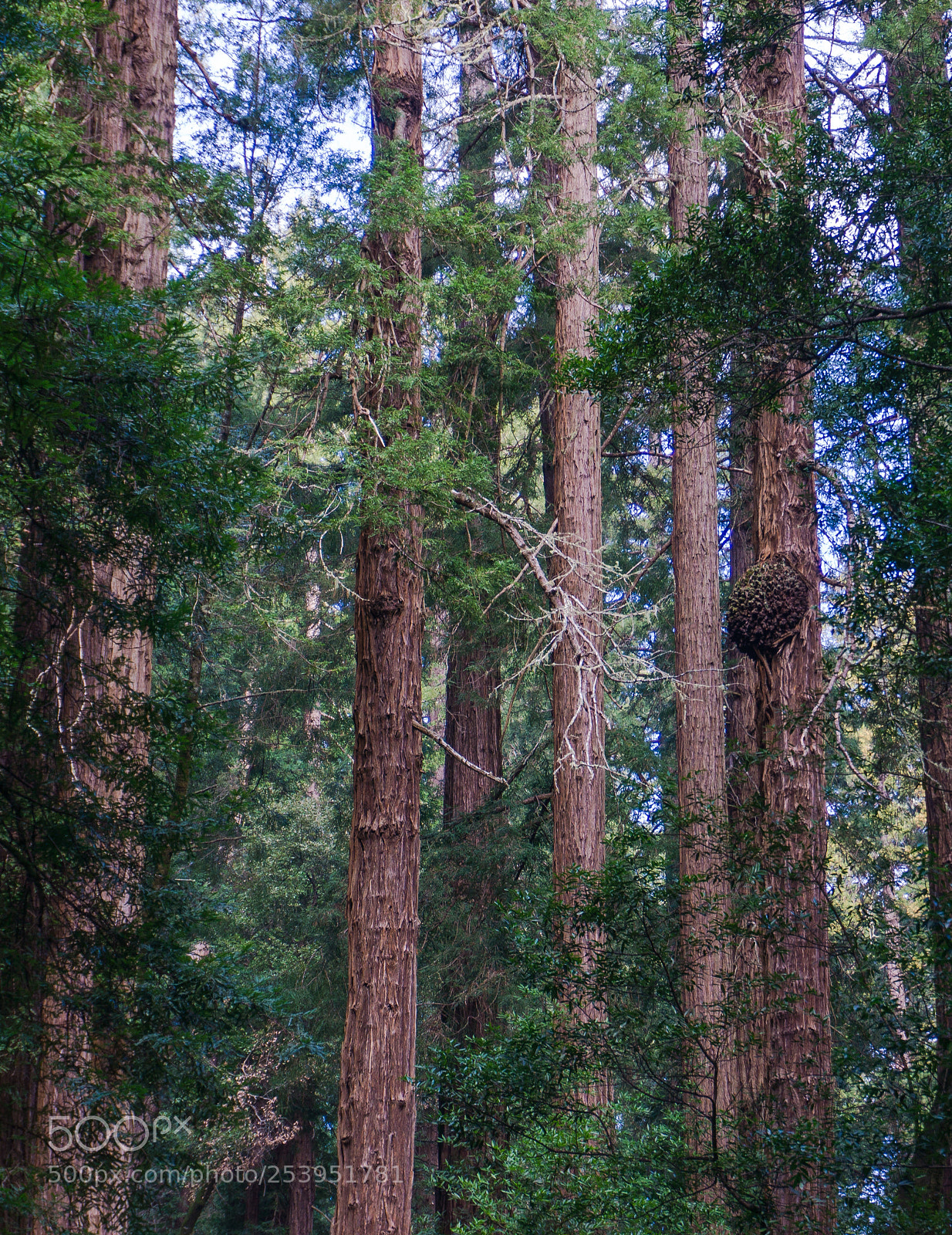 Sony a6000 sample photo. Muir woods photography