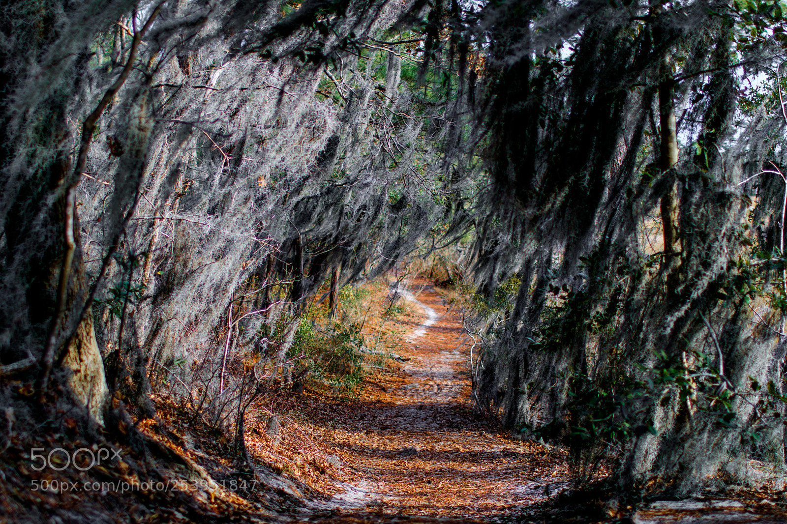Canon EOS 750D (EOS Rebel T6i / EOS Kiss X8i) sample photo. First landing white moss photography