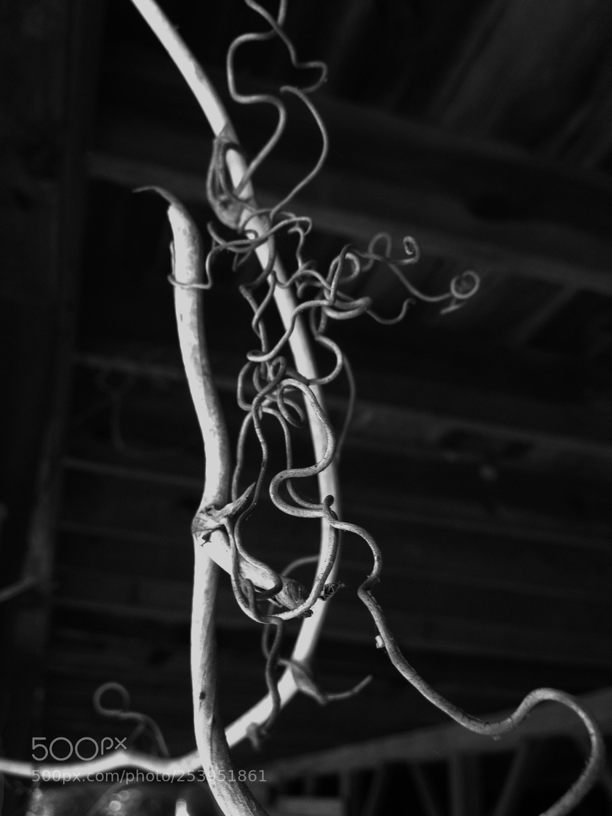 Apple iPhone 4S sample photo. Barn vine  photography