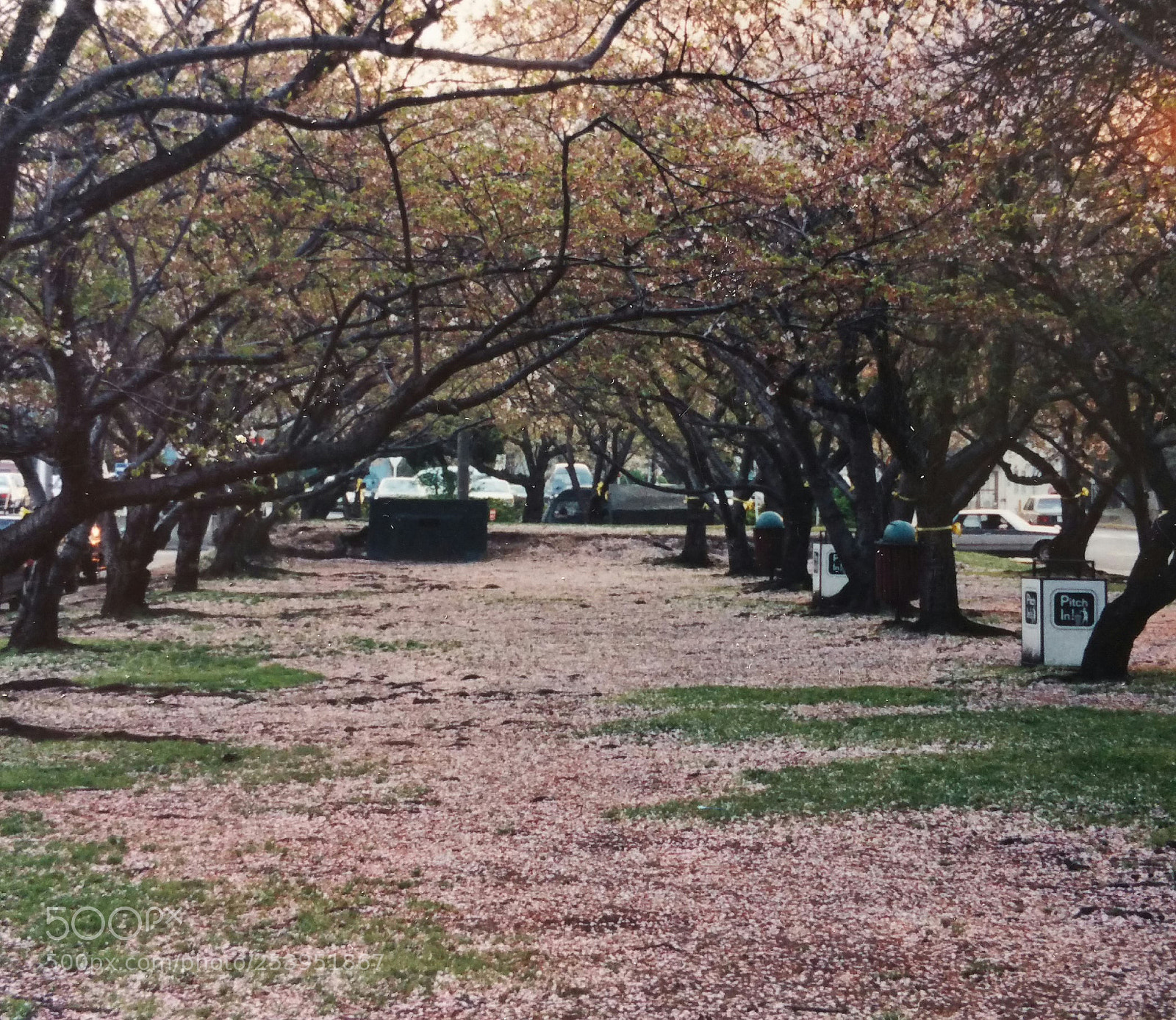 Samsung Galaxy Note4 sample photo. Cherry blossom ave photography