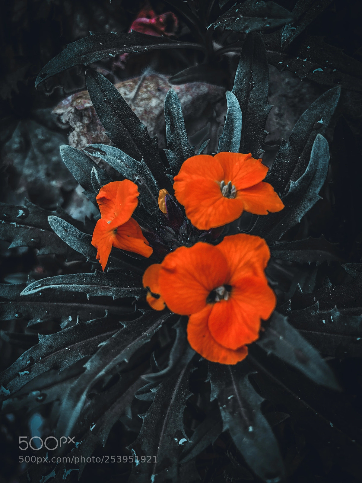 Apple iPhone X sample photo. Flowers after the rain photography