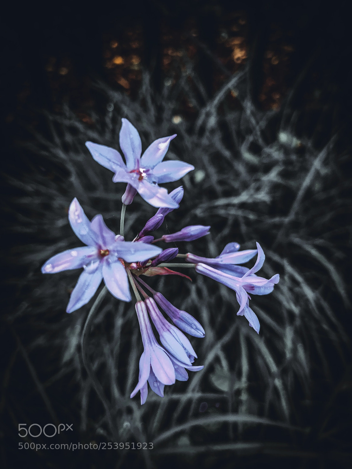 Apple iPhone X sample photo. Flowers after the rain photography