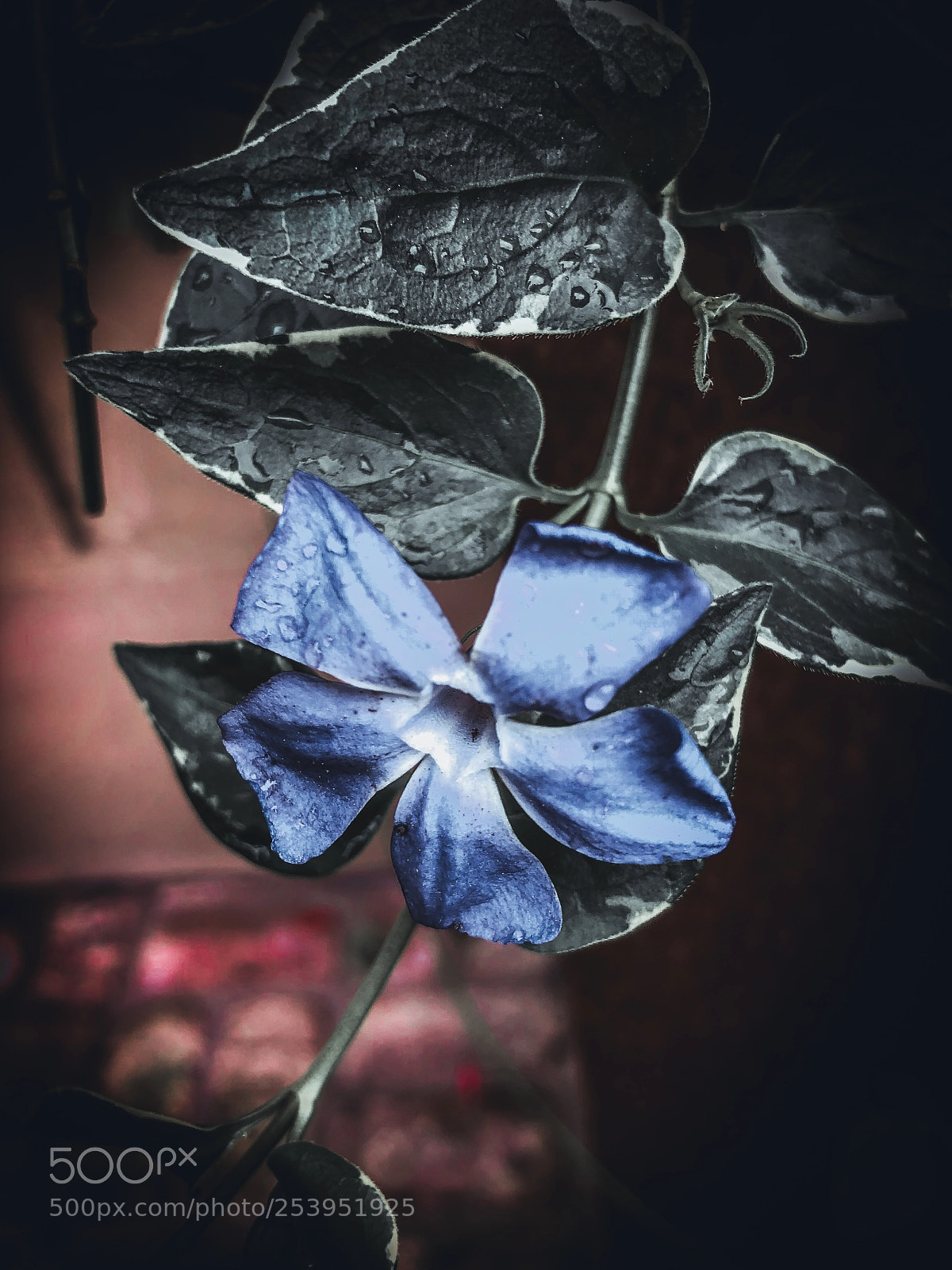 Apple iPhone X sample photo. Flowers after the rain photography