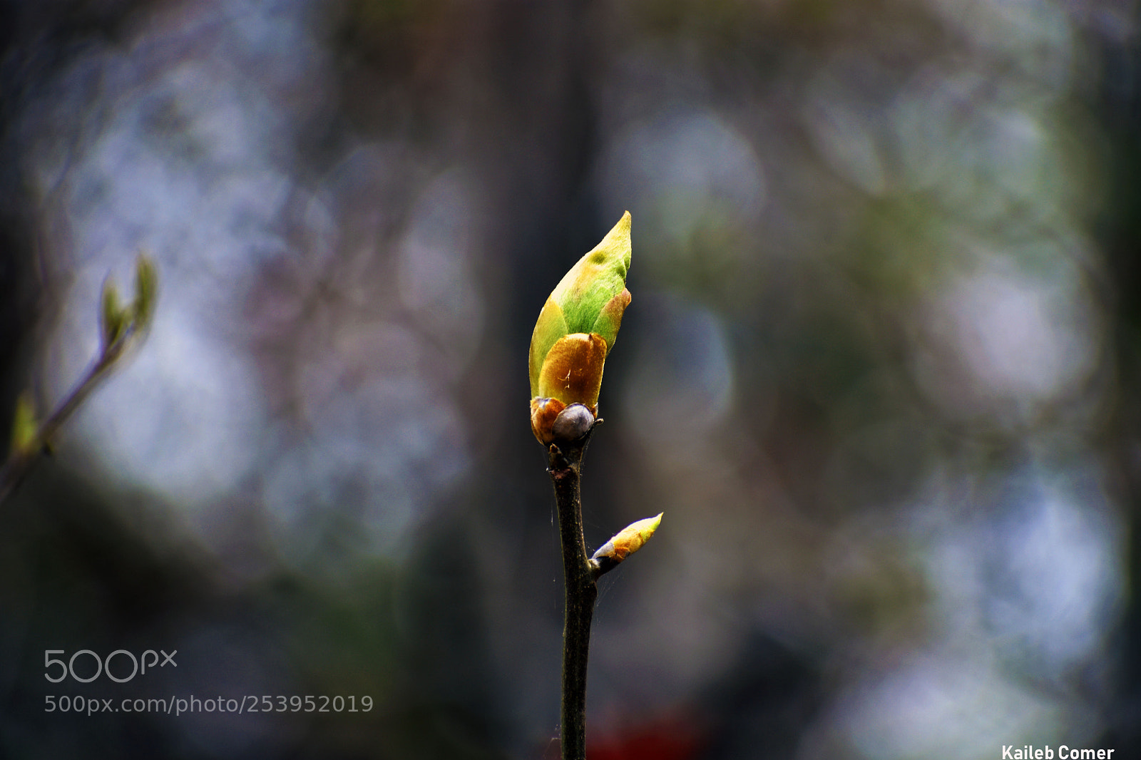 Nikon D3400 sample photo. Baby flower photography