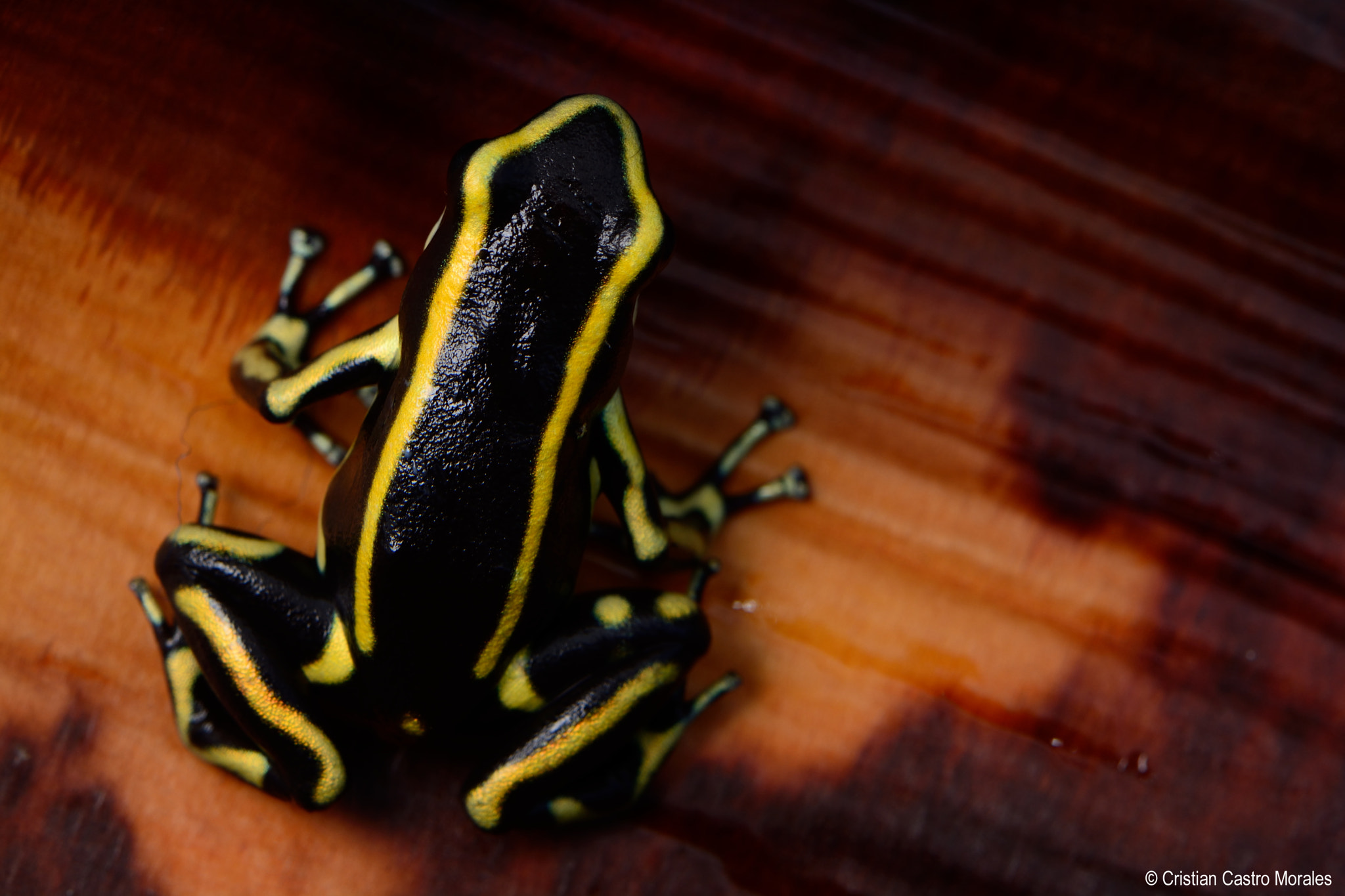 Nikon AF-S DX Micro-Nikkor 85mm F3.5G ED VR sample photo. Dendrobates truncatus (yellow-striped poison frog) photography