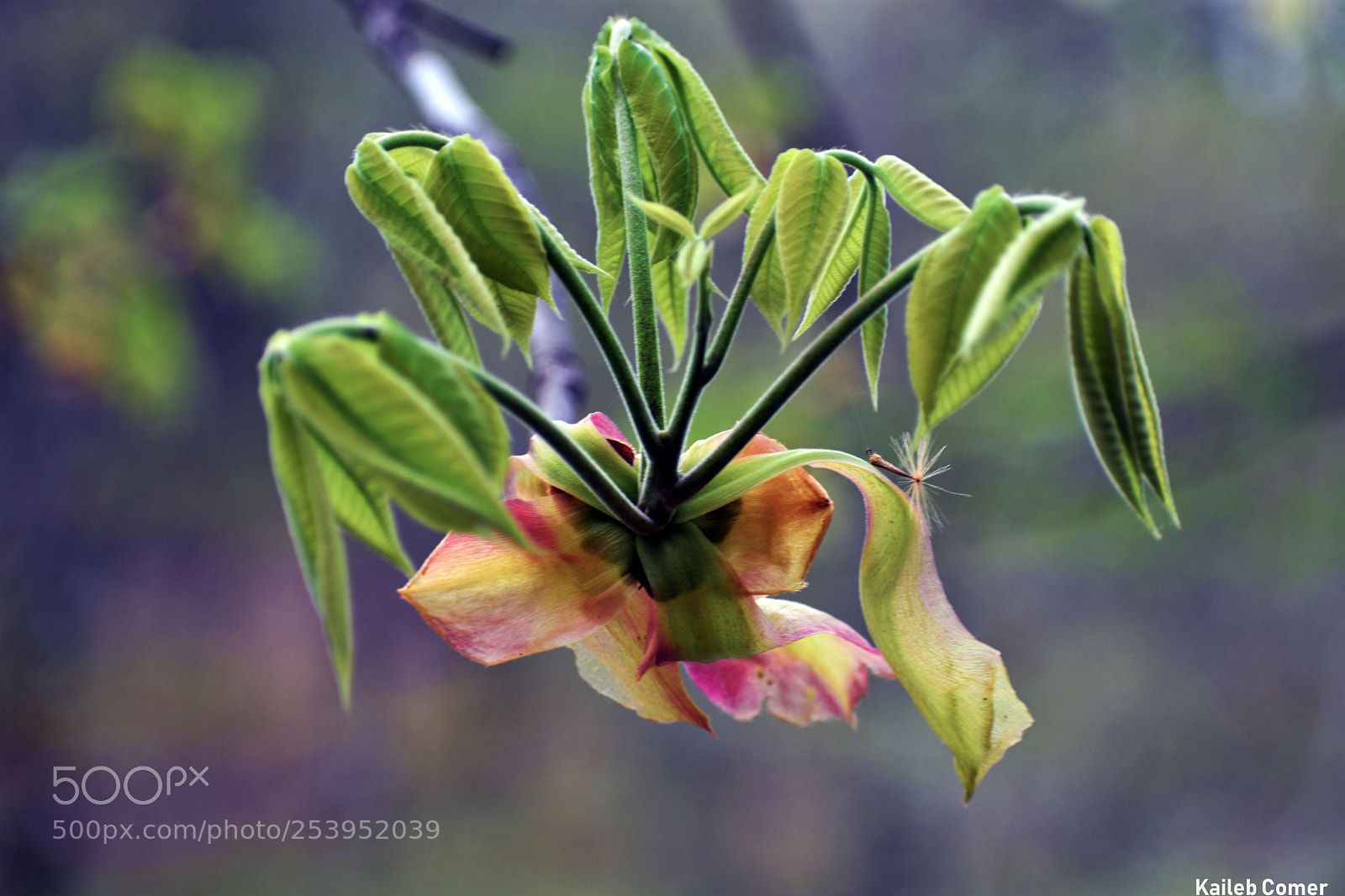 Nikon D3400 sample photo. Back side of flower photography