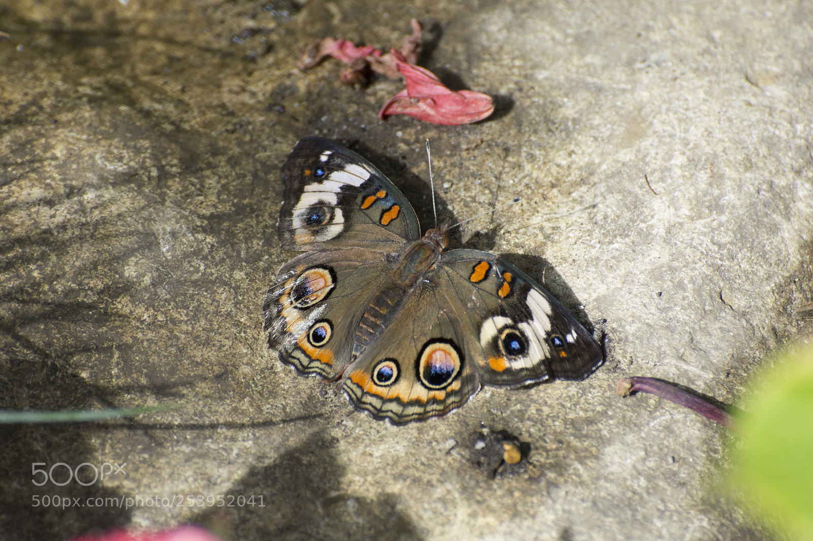 Nikon D7200 sample photo. Butterfly 2018-7 photography