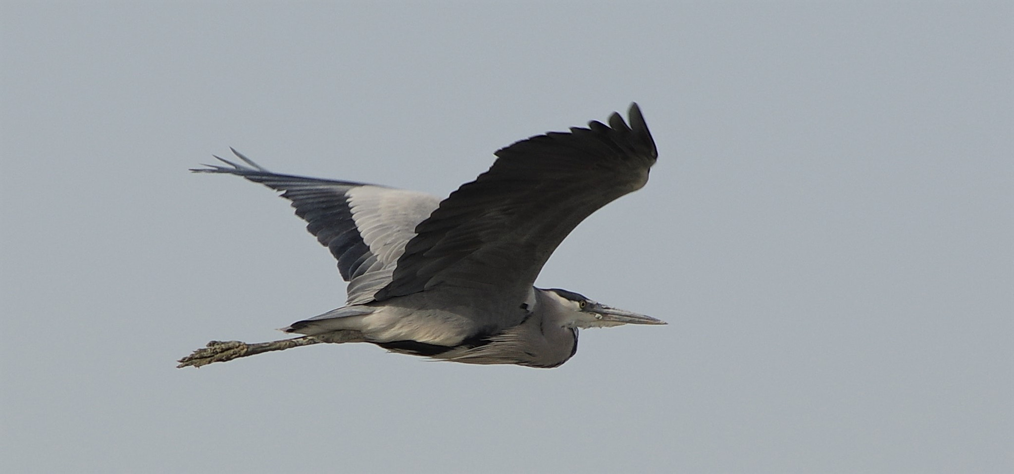 Pentax K-3 sample photo. The heron .. 2  .. photography