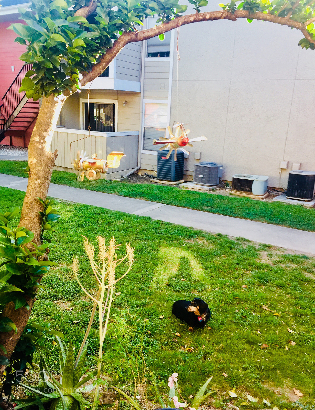 Apple iPhone 6 sample photo. Shadow dog on duty photography