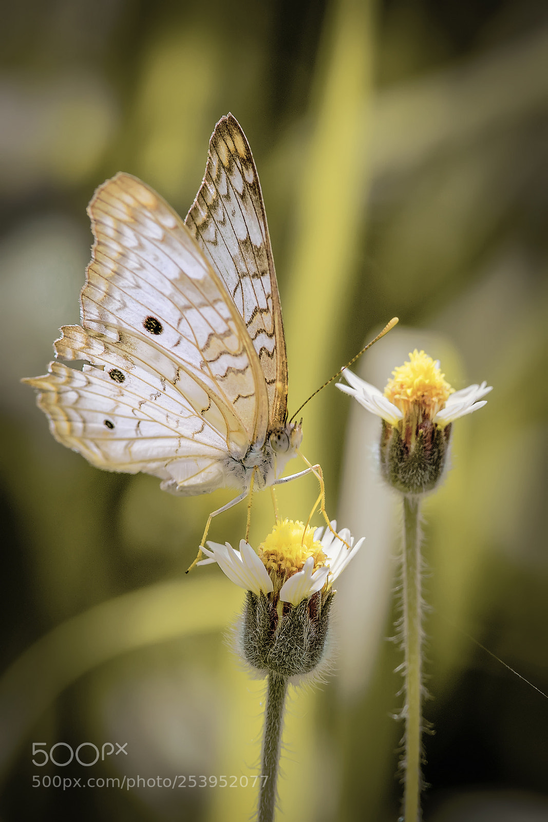 Nikon D500 sample photo. Small and by the photography
