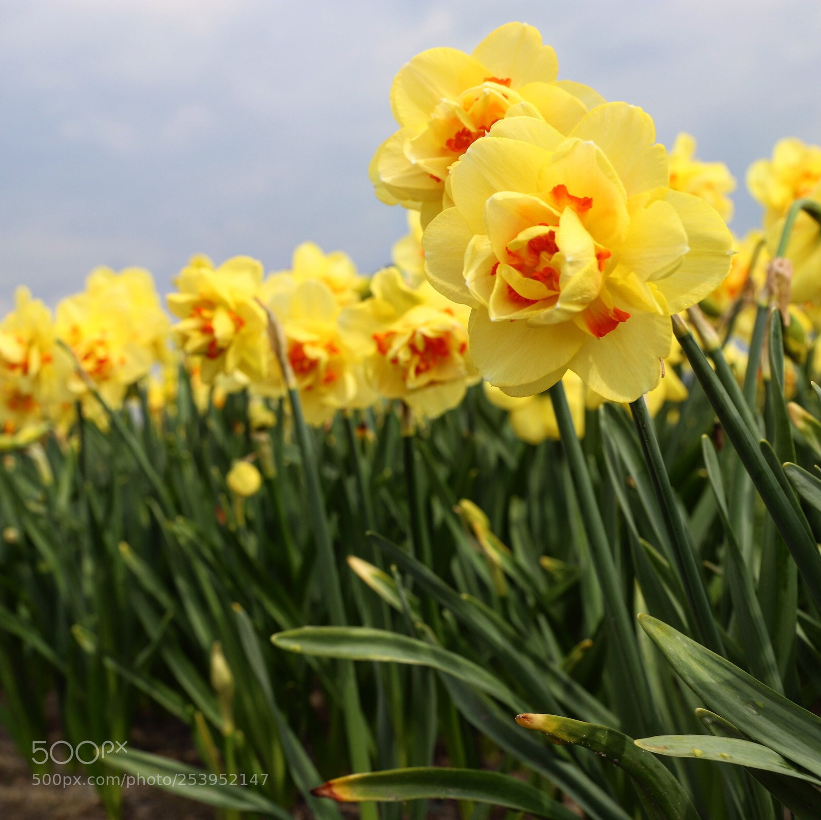 Canon EOS 6D Mark II sample photo. Narcissus shining in spring photography
