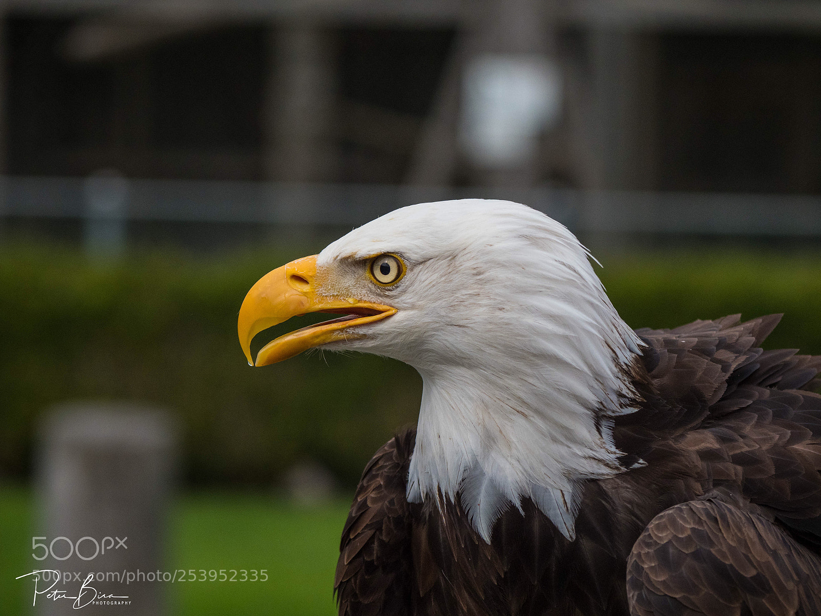 Olympus OM-D E-M1 Mark II sample photo. Bald eagle photography