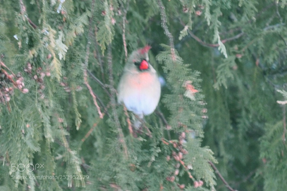 Nikon D5000 sample photo. Mrs cardinal photography
