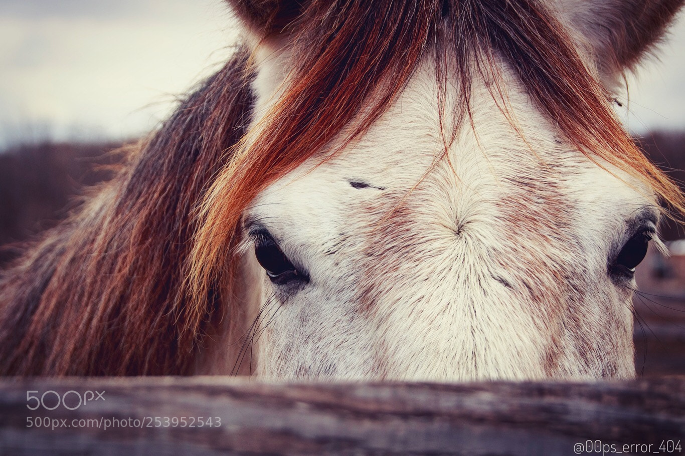 Canon EOS 1300D (EOS Rebel T6 / EOS Kiss X80) sample photo. Guerre cherche son cheval photography