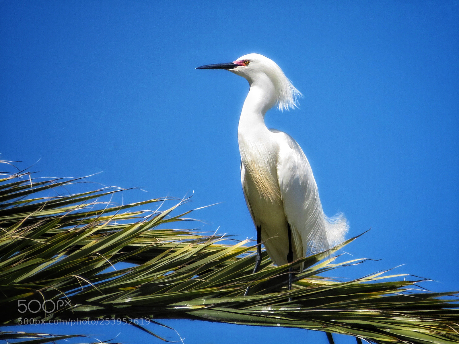 Canon PowerShot SX720 HS sample photo. Sentinel photography