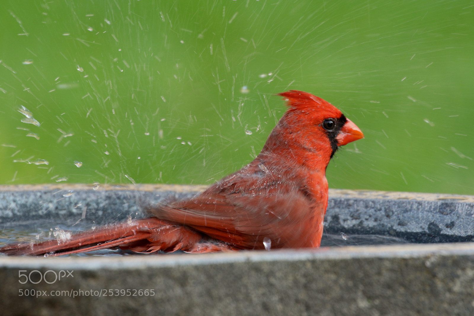 Canon EOS 7D Mark II sample photo. Somebody loves water....! photography