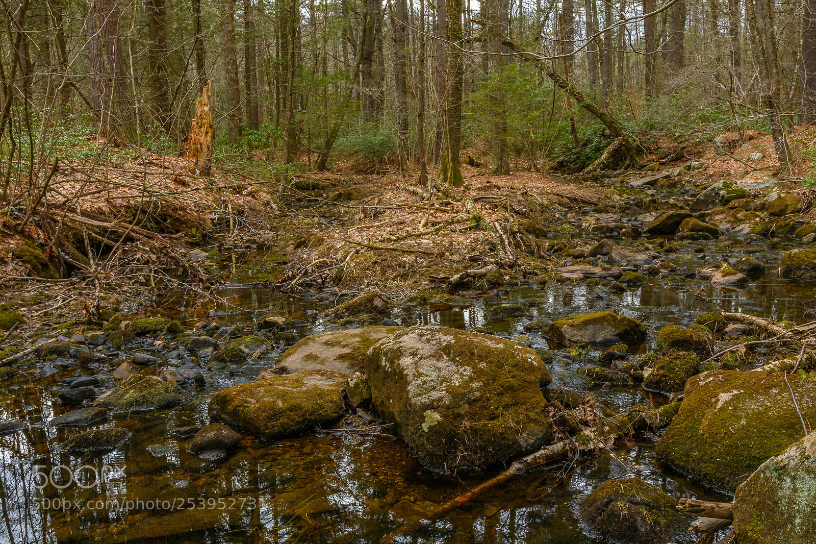 Nikon D7500 sample photo. App setting photography