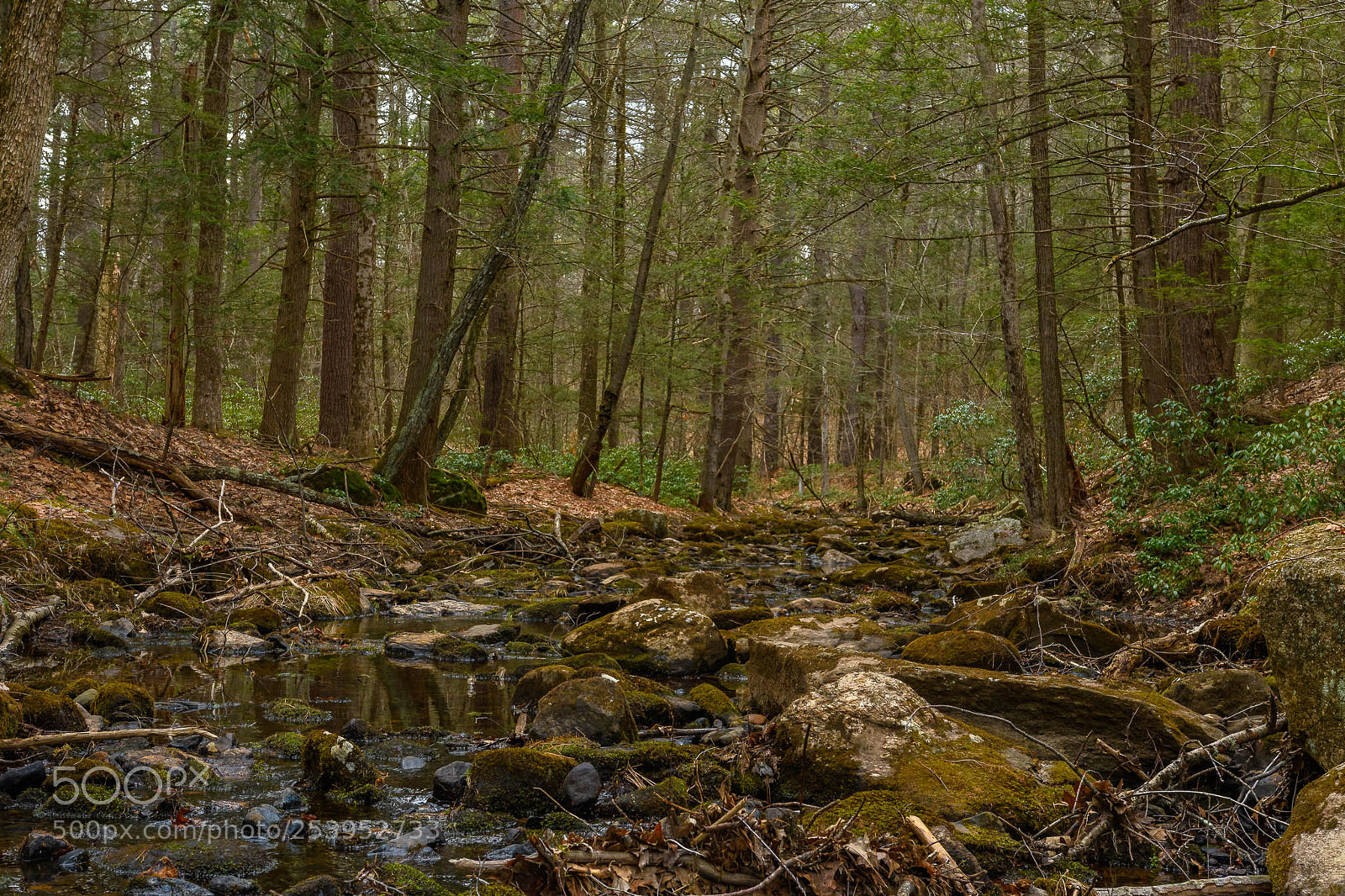 Nikon D7500 sample photo. App setting photography