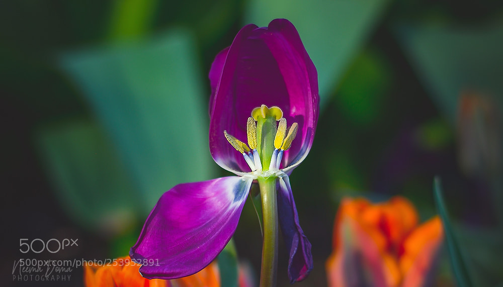 Nikon D7000 sample photo. Half of tuplip photography
