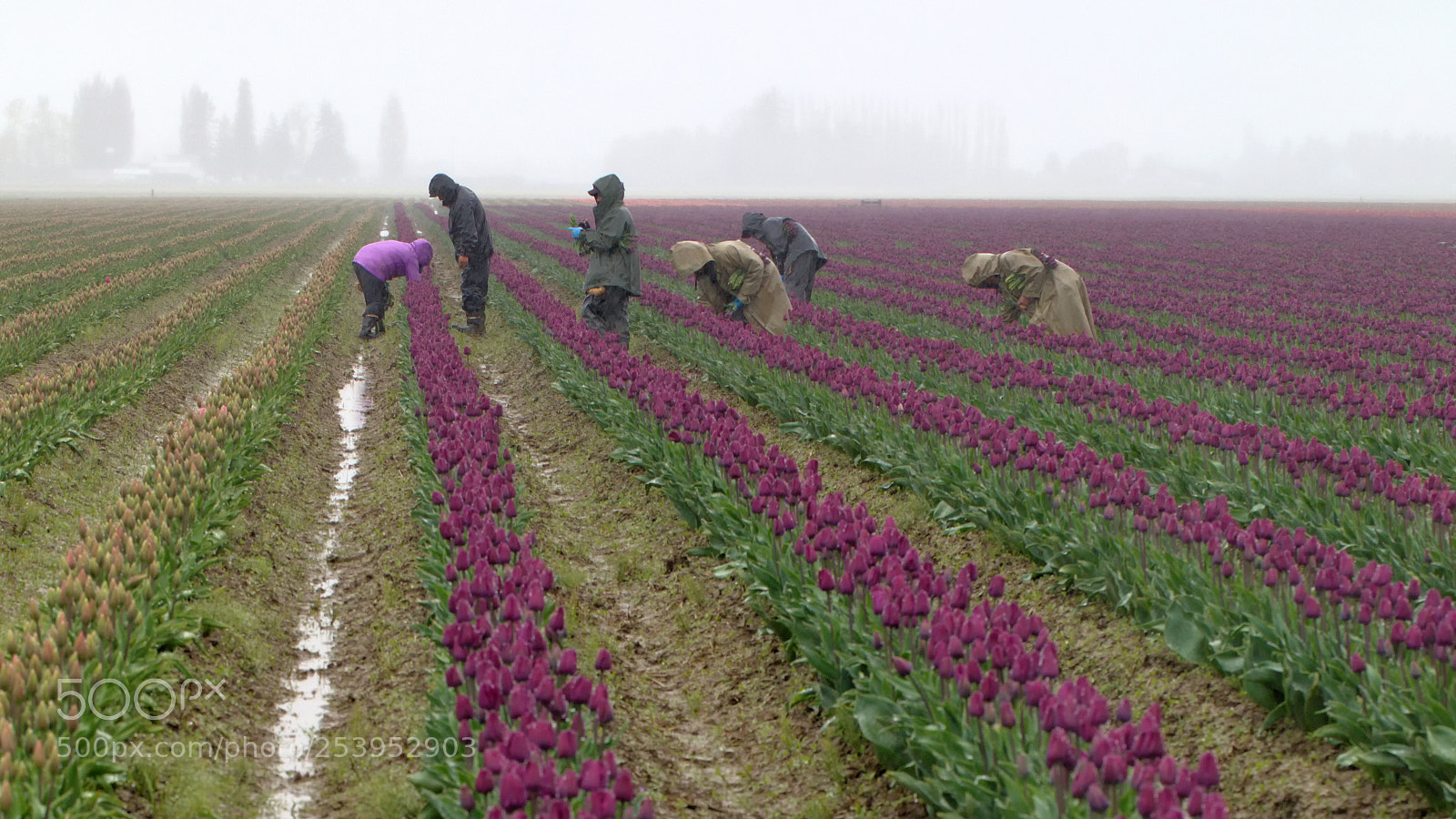 Canon EOS 5D Mark IV sample photo. Working the tulip fields photography