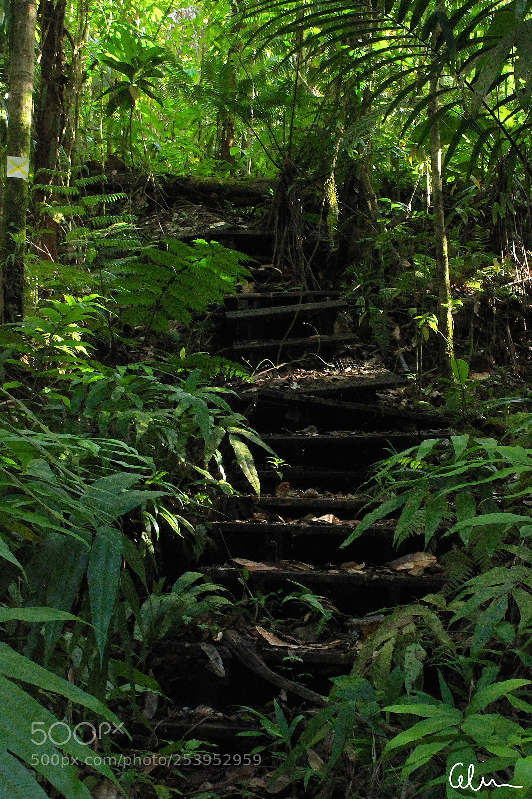 Canon EOS 100D (EOS Rebel SL1 / EOS Kiss X7) sample photo. Destroy forest photography