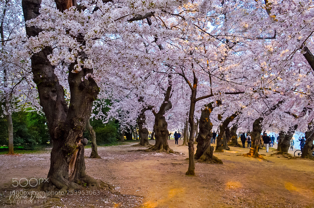 Nikon Df sample photo. Under cherry tree photography