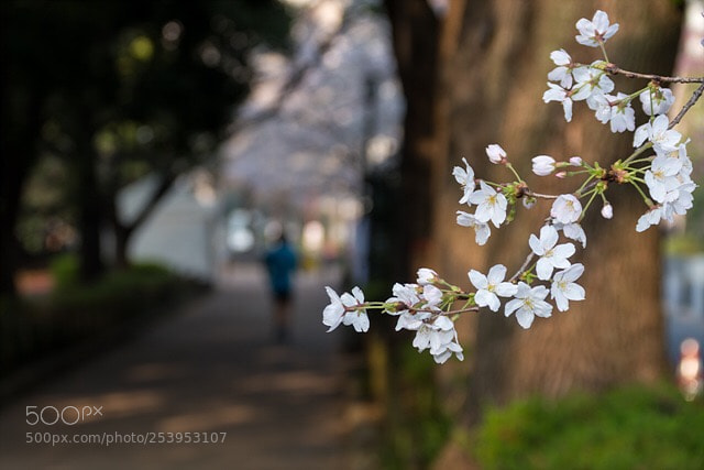 Nikon D500 sample photo. みち、はる photography
