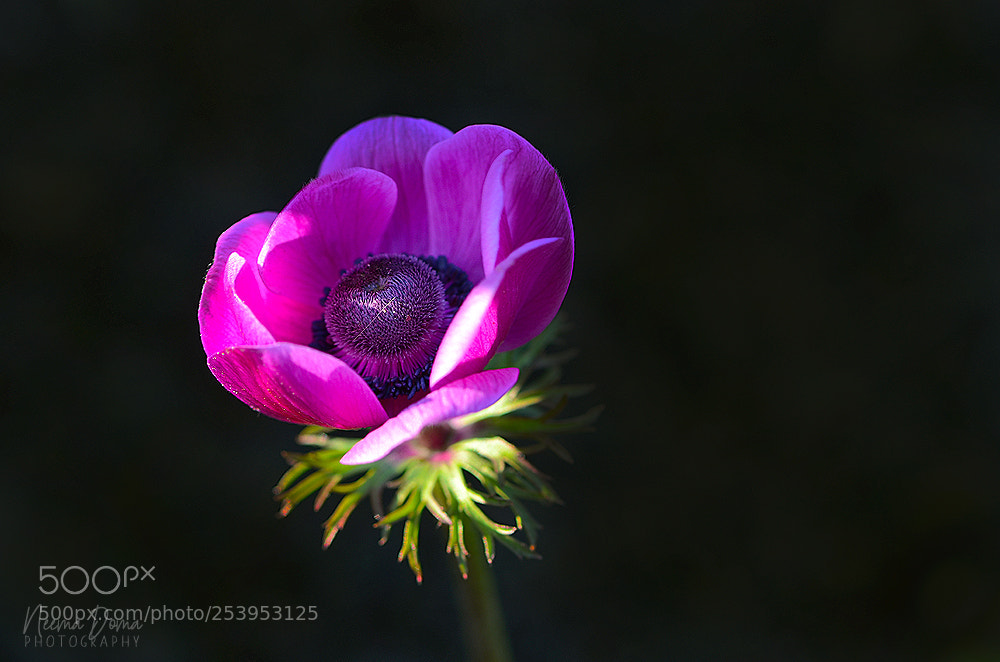 Nikon D7000 sample photo. Waking up photography