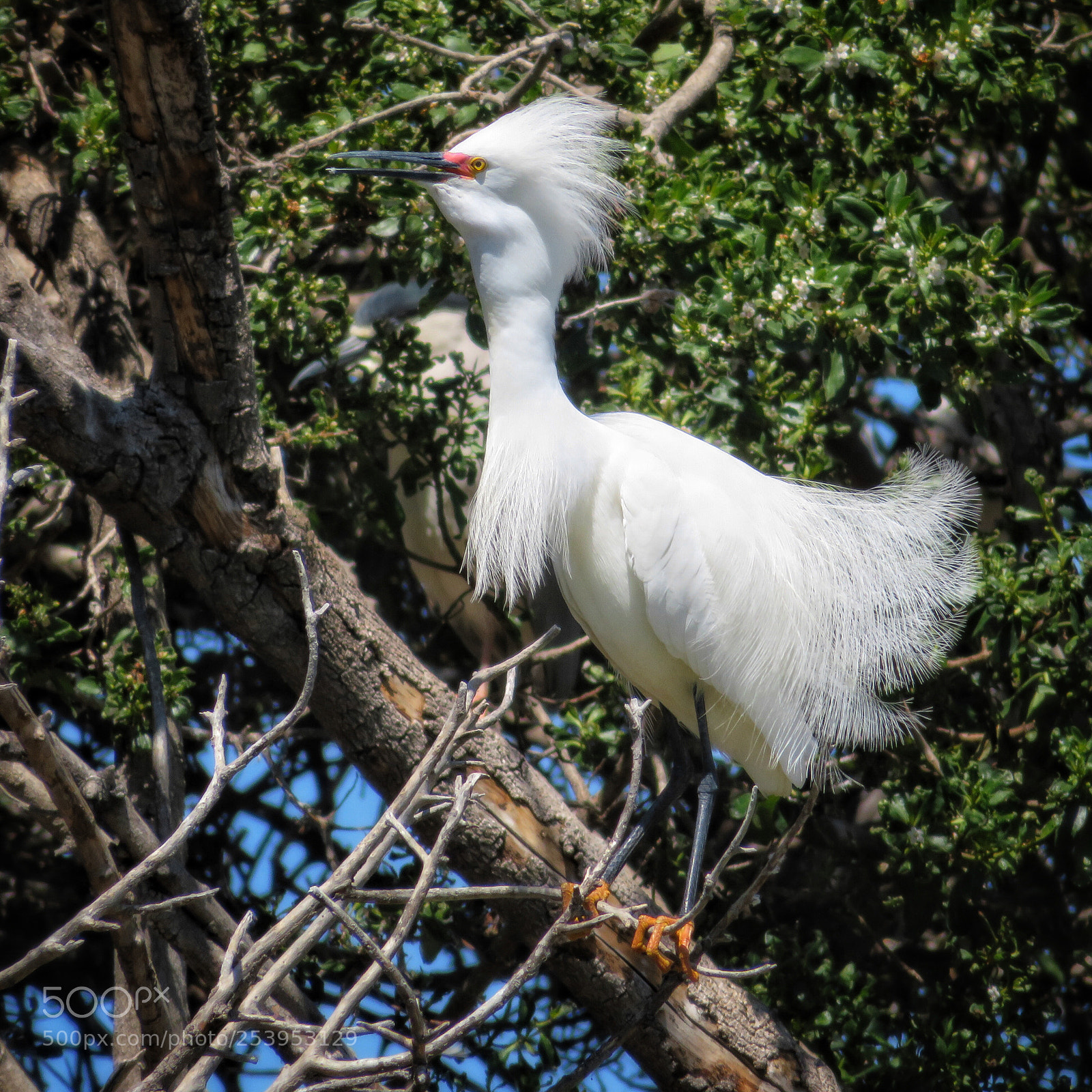 Canon PowerShot SX720 HS sample photo. Egret calling photography