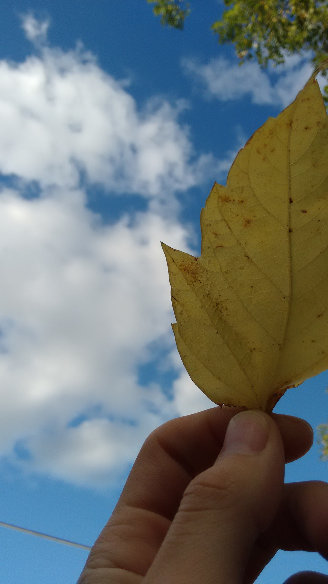 Motorola XT1063 sample photo