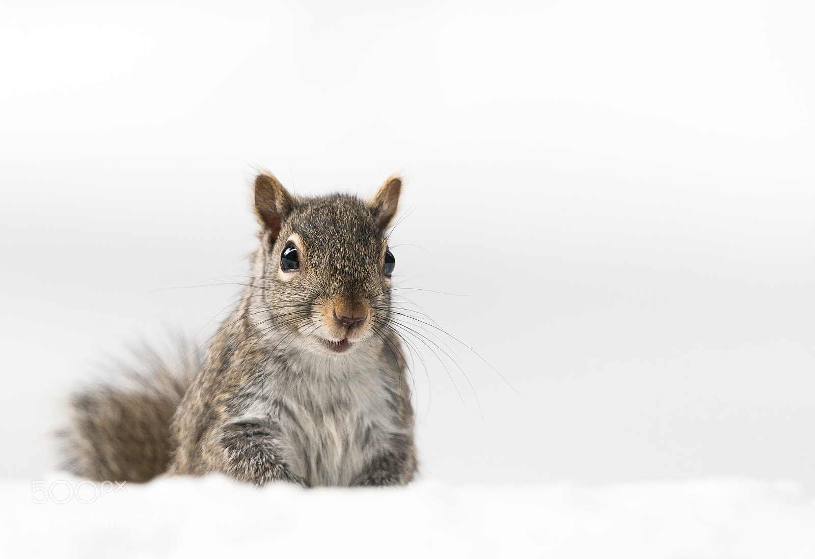 Sony SLT-A99V sample photo. Happy squirrel photography