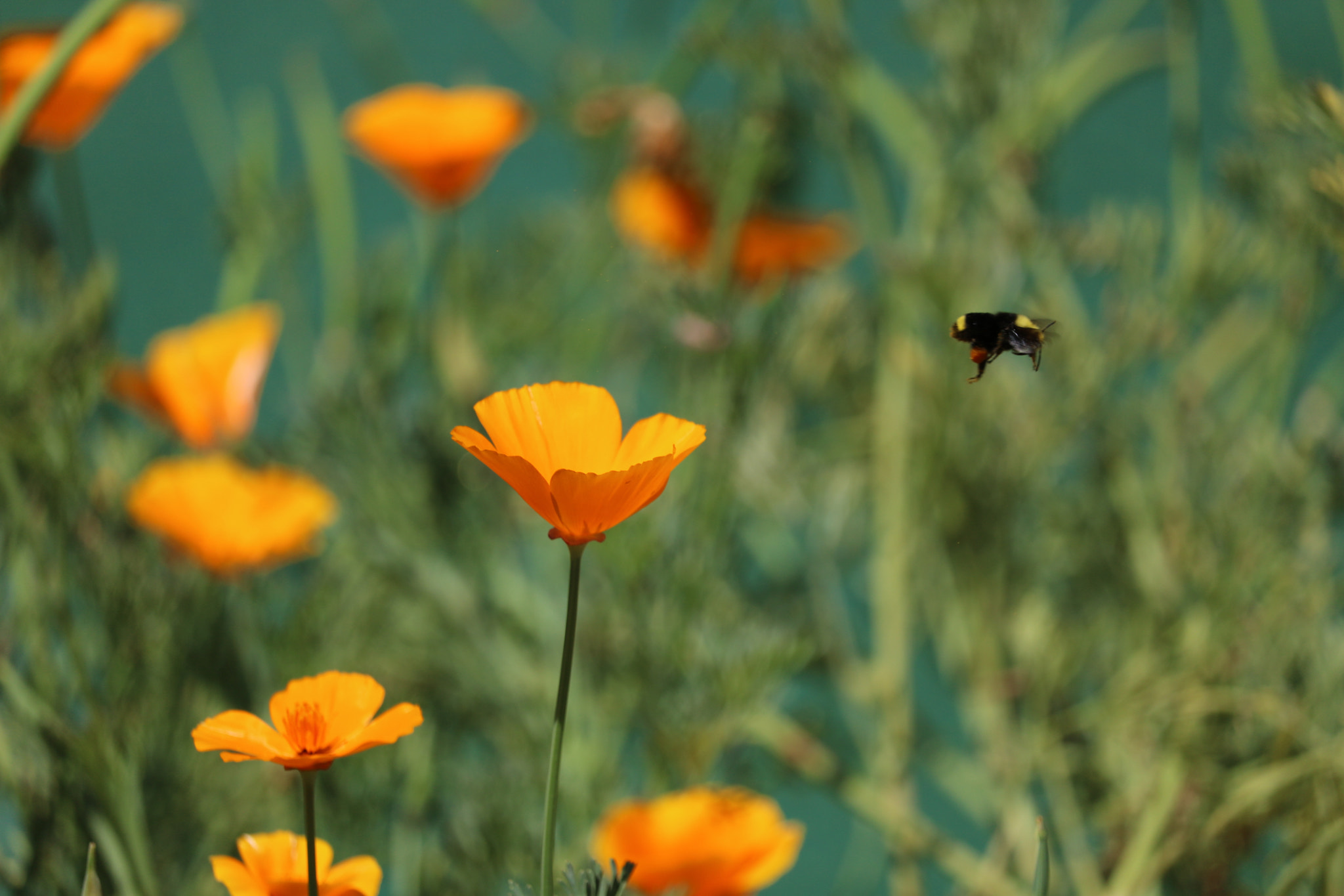 Canon EF-S 55-250mm F4-5.6 IS STM sample photo. Img photography