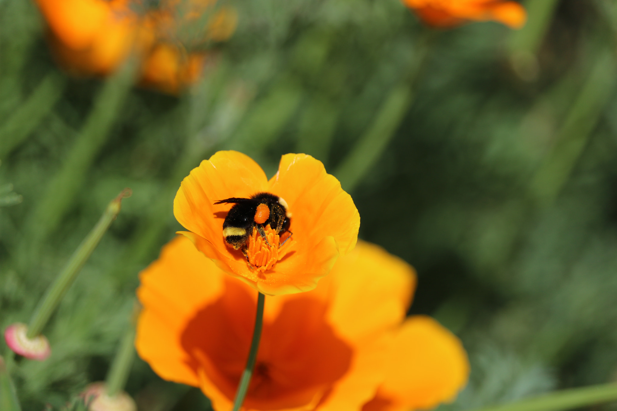 Canon EF-S 55-250mm F4-5.6 IS STM sample photo. Img photography