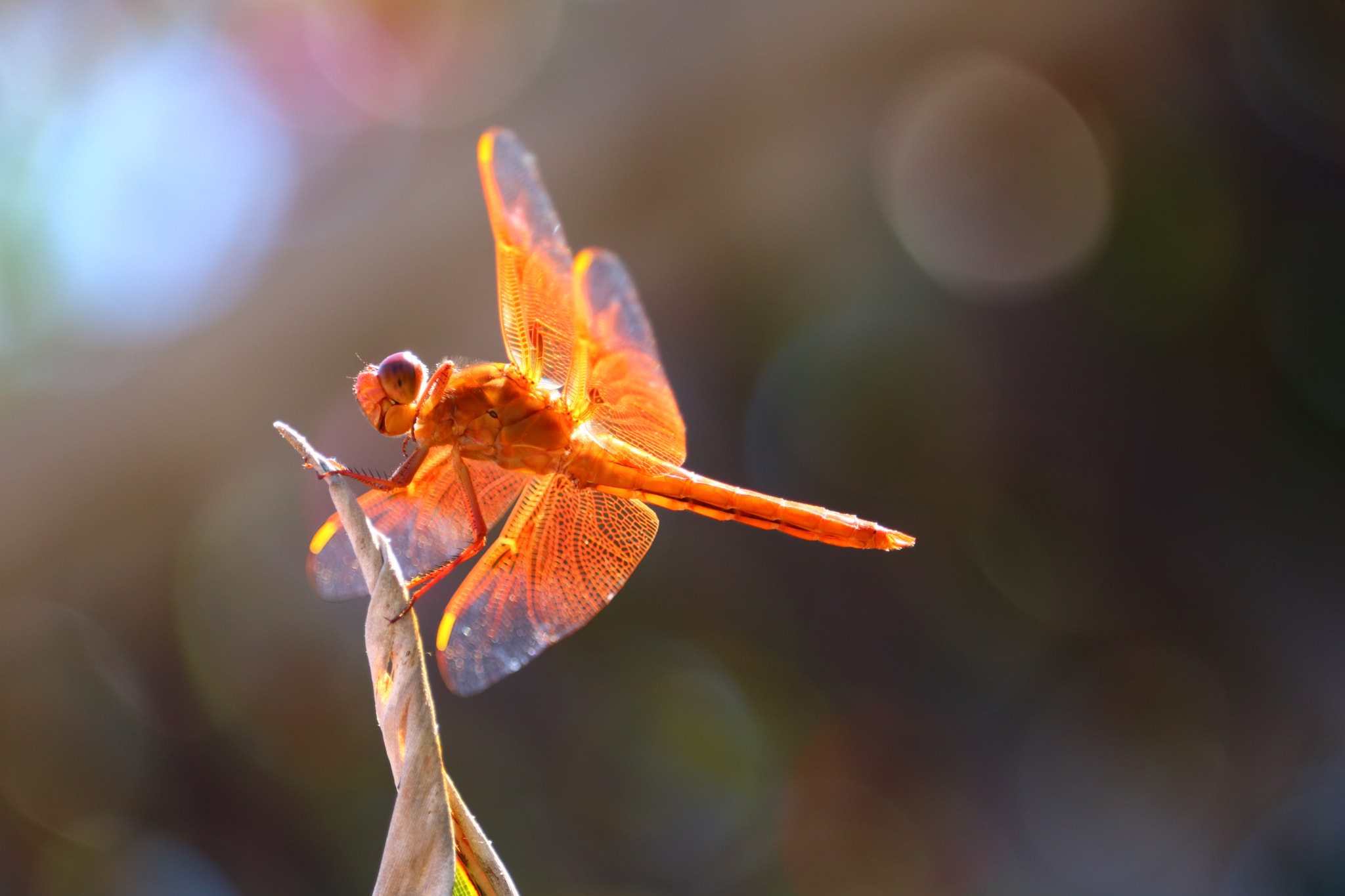 Canon EF-S 55-250mm F4-5.6 IS STM sample photo. Img photography