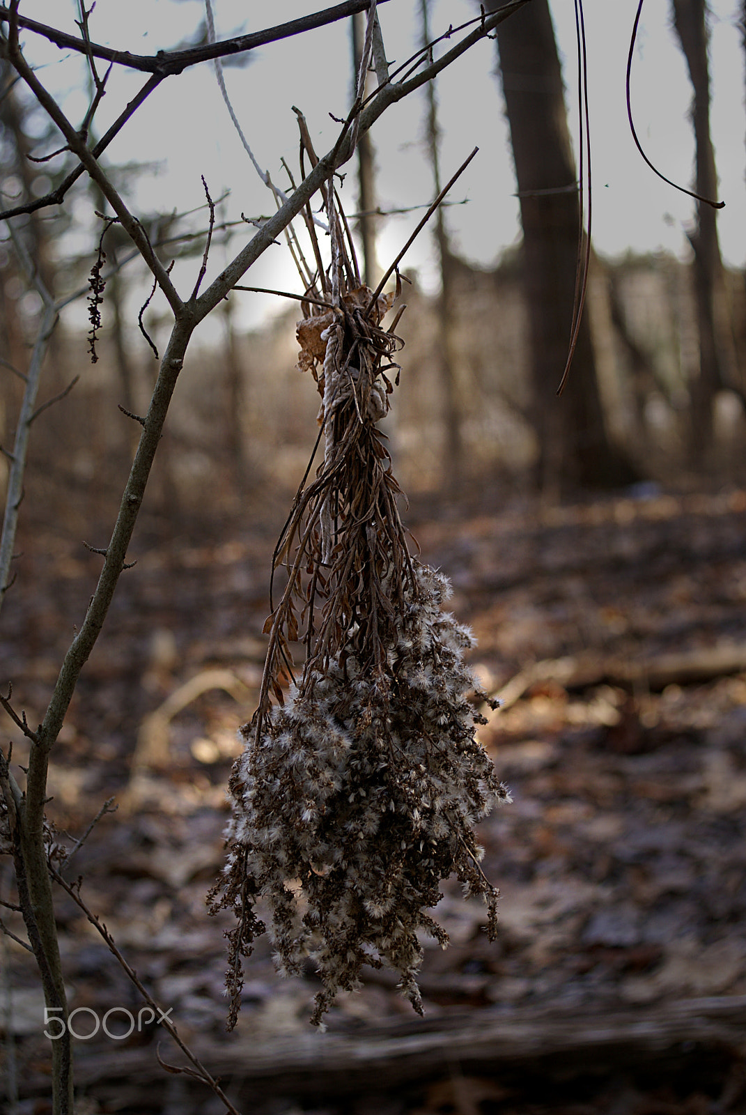 Sony Alpha DSLR-A100 + Sony DT 30mm F2.8 Macro SAM sample photo. Offering photography