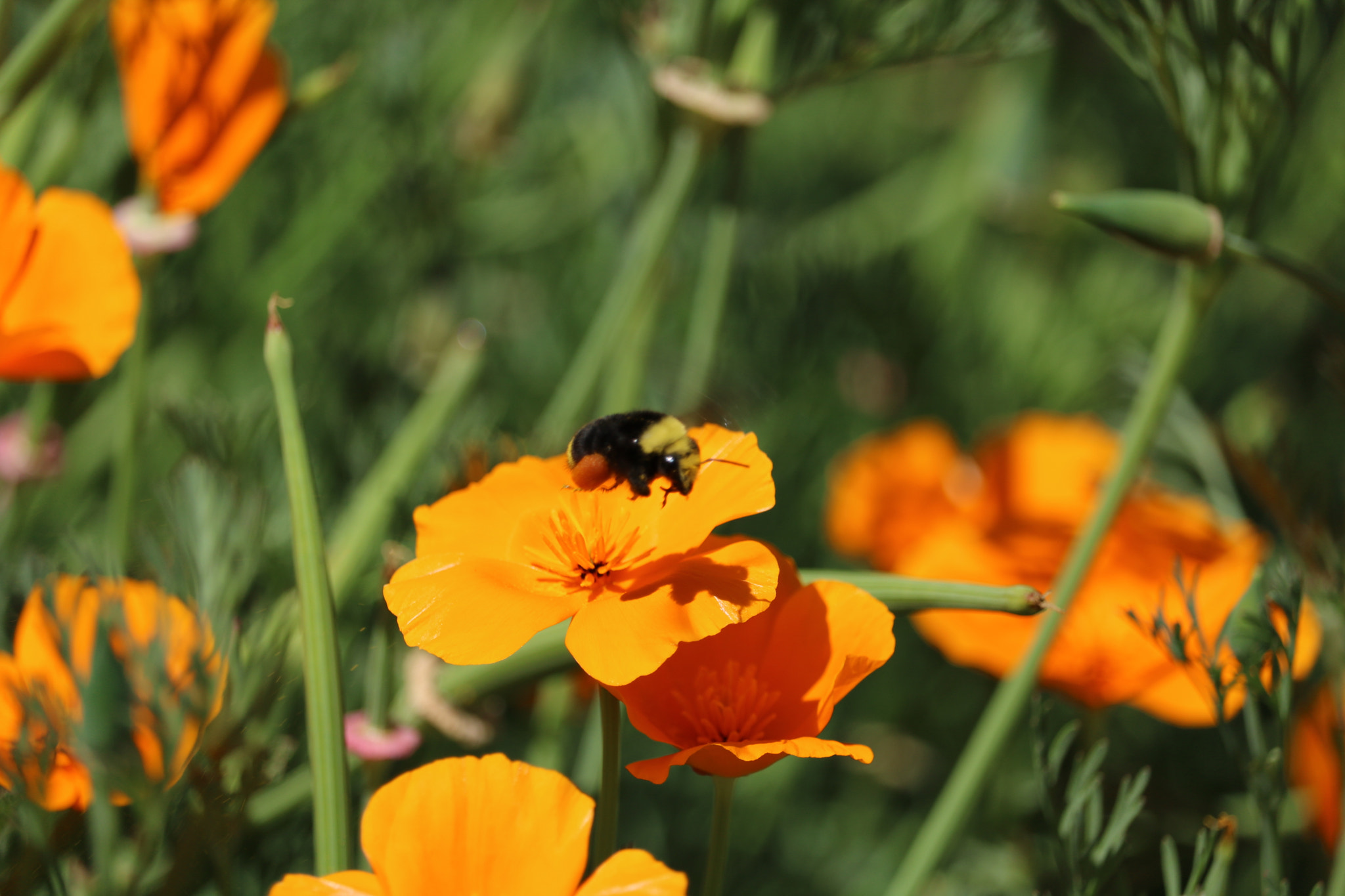 Canon EF-S 55-250mm F4-5.6 IS STM sample photo. Img photography
