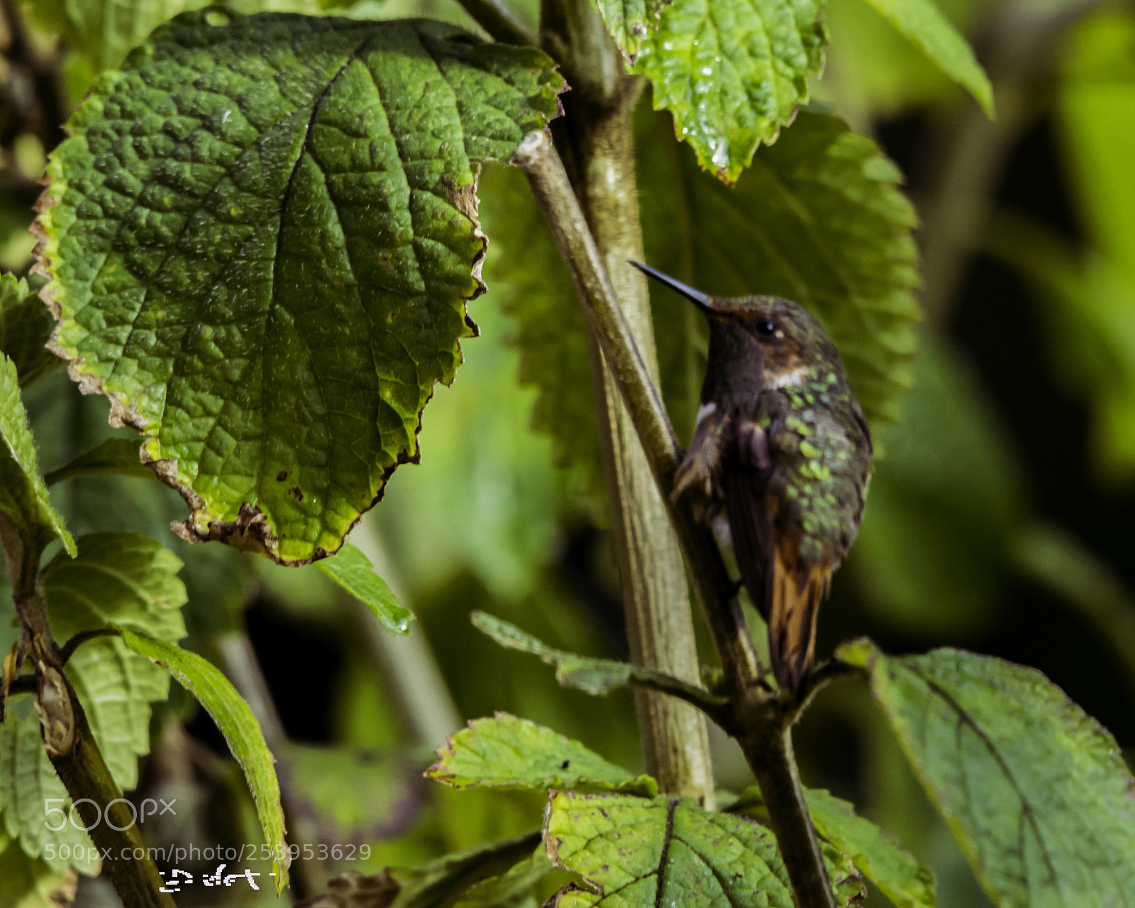 Nikon D7200 sample photo. Scintillant photography