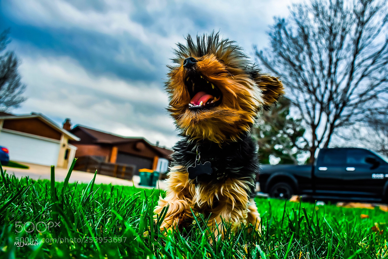 Nikon D7500 sample photo. Roar... photography