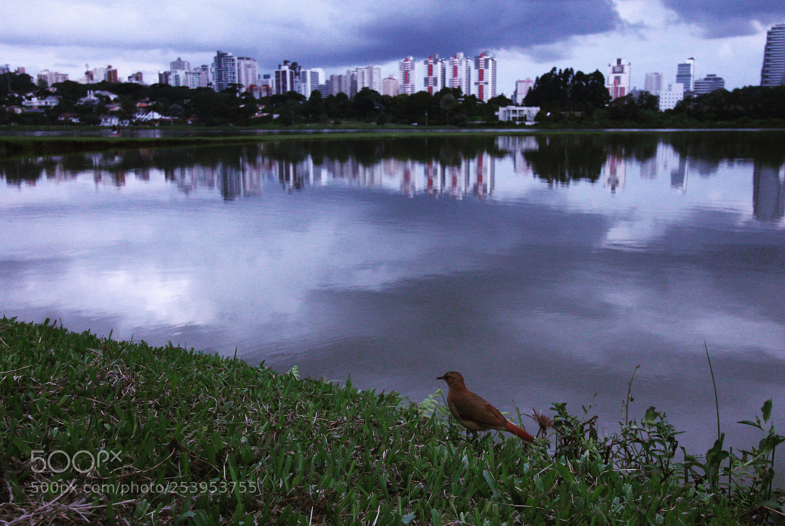 Canon EOS 700D (EOS Rebel T5i / EOS Kiss X7i) sample photo. Bird photography